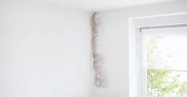 Why You Should Choose Our Mold Remediation Services in Delmar, DE